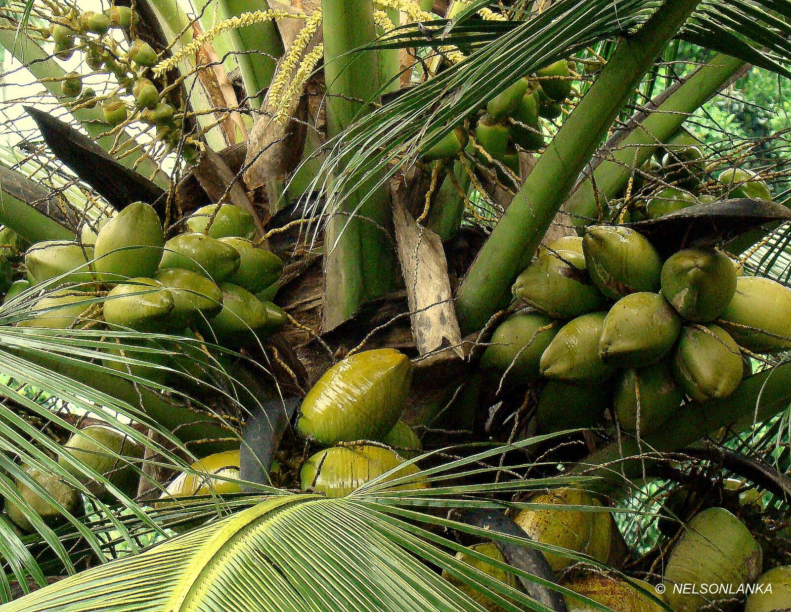 DiscoverSriLanka SRI LANKA COCONUT