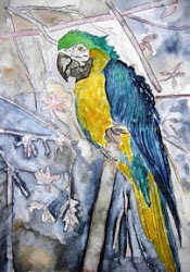 parrot painting bird macaw watercolor parrots paintings oil beach wildlife florida animal prints tropical mccrea derek butterfly acrylic coastal sea