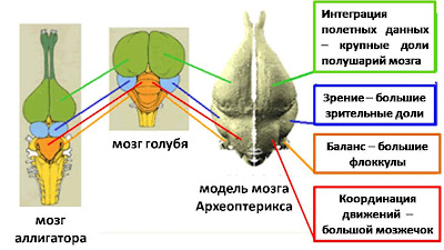 Картинки по запросу мозг археоптерикса