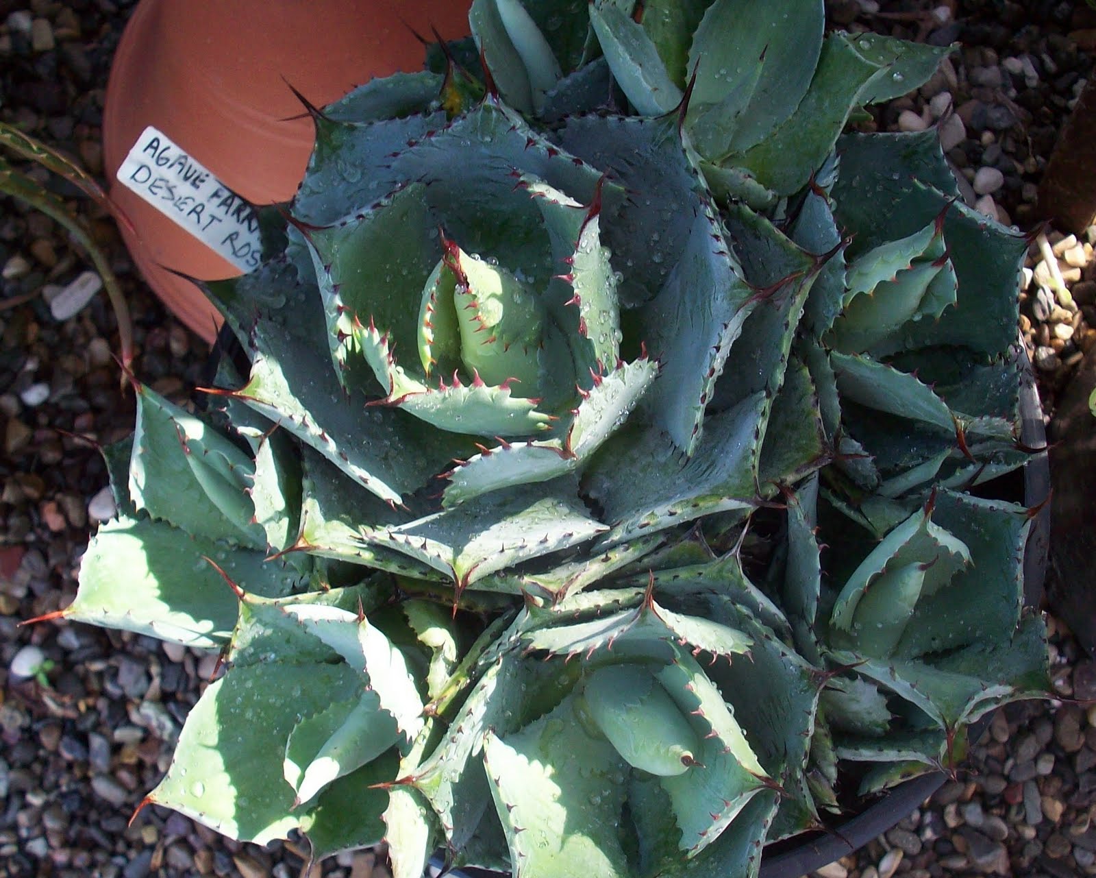 Stars SoCal Succulents and Cactus: Confederate Rose Unmasked--- at Last ...