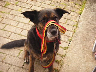 Dog Friendly Pubs In Bala Dog Friendly Pubs In Bala