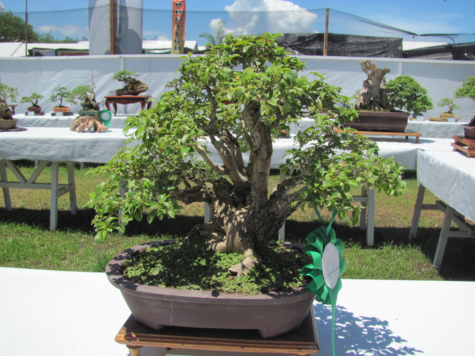 Davao Agro Trade Fair 2010 Bonsai Plants Davao Delights