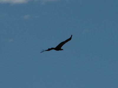 Wedgetail Eagle after Black Saturday bushfire, Birds after bushfire