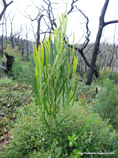 Black Saturday Regeneration. Acacia Stricta in Flower.