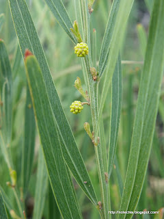  Hop Wattle regeneration after bushfire. Whittlesea.