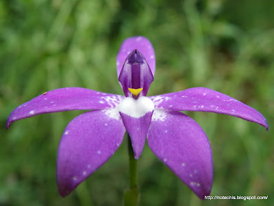 purple orchid flowers. labellum. Black saturday. Whittlesea flora recovery after black saturday.