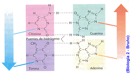 RECREACIONIII: Aula virtual del ADN y DNA