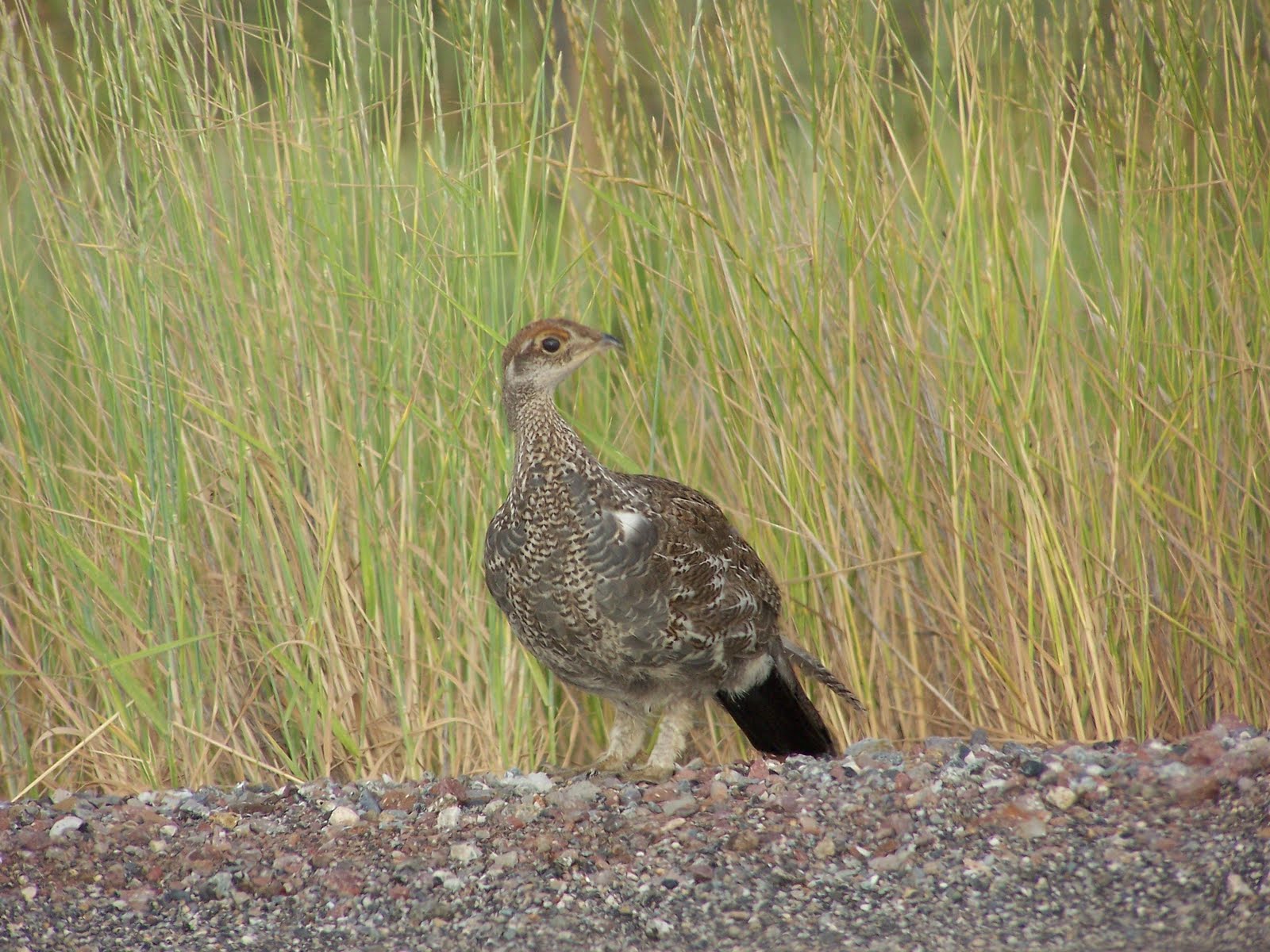Idaho Nature Notes Dusky Grouse