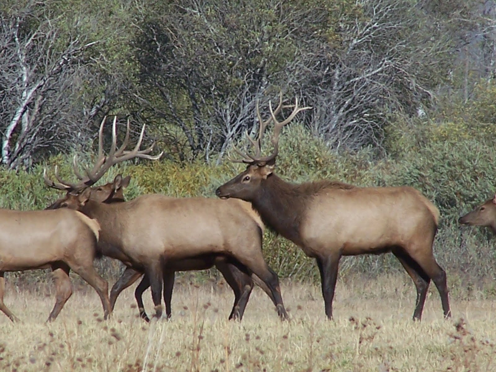 Idaho Nature Notes Elk at Silver Creek