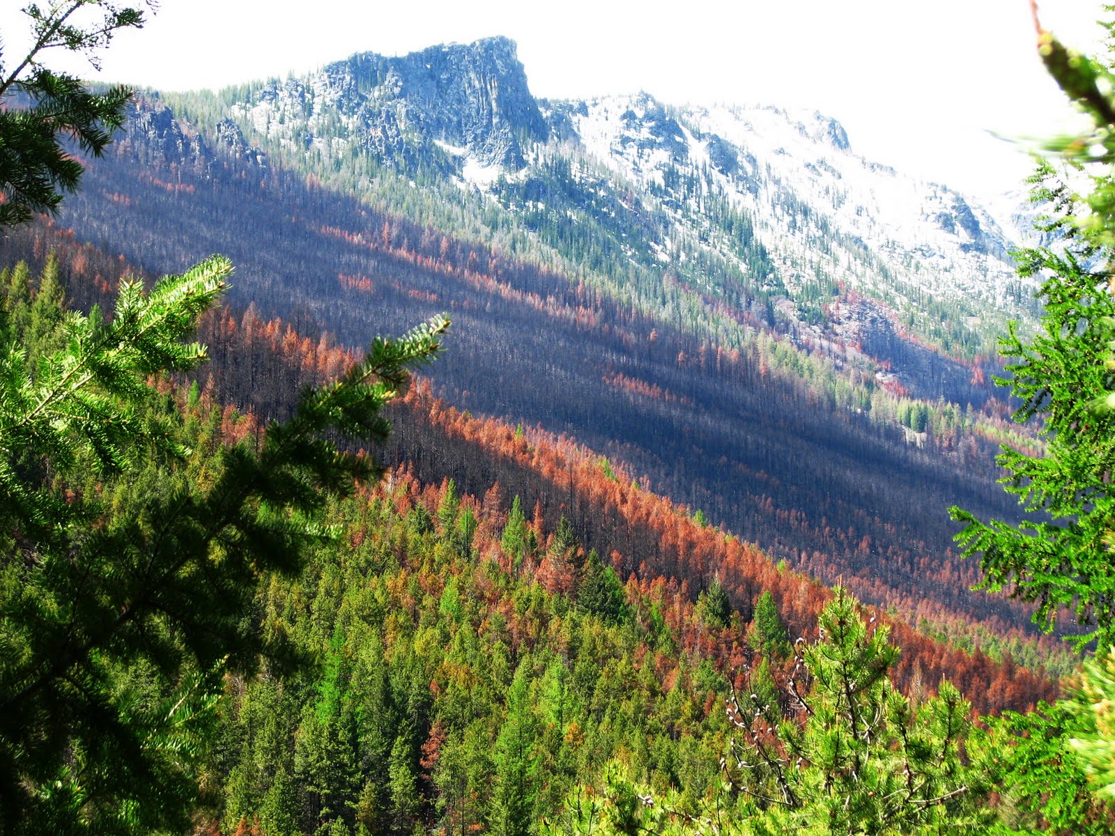 Flora montana Seven Steps to a Successful Morel Hunt