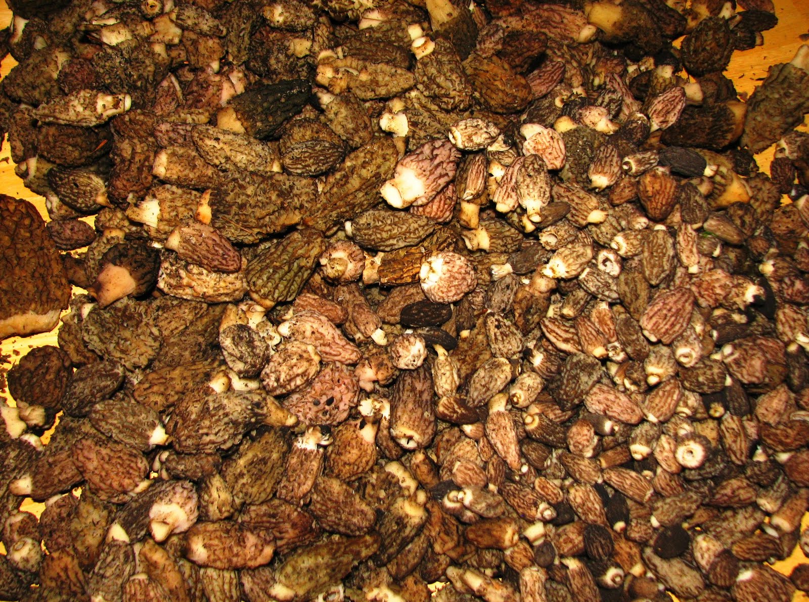 Flora montana Seven Steps to a Successful Morel Hunt