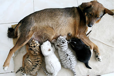 dog and tiger cubs