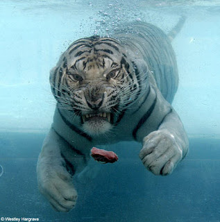 swimming white tiger 2