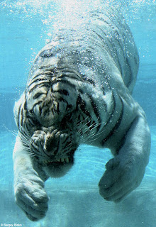 swimming white tiger 3