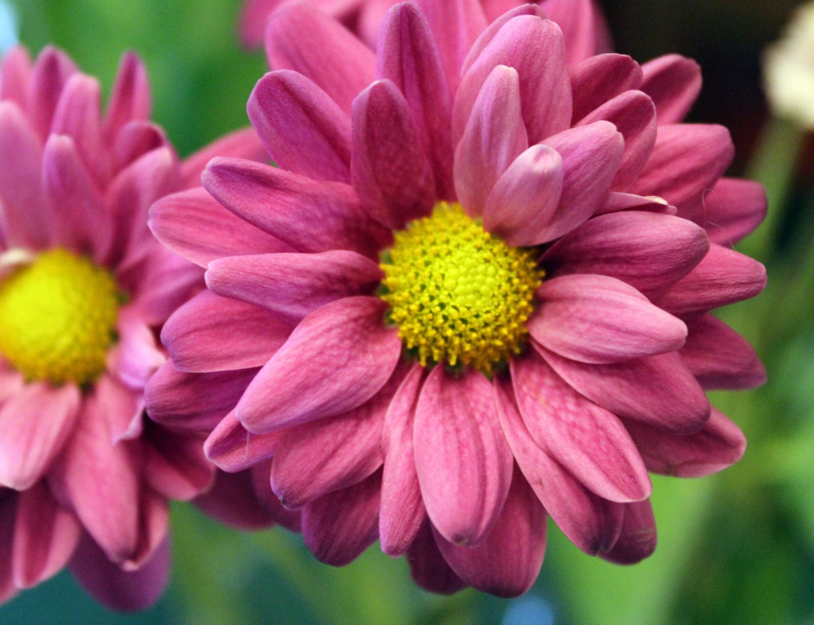 Like A Bird: Love Poems...