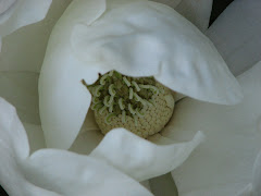 Magnolia Blossom - Memphis Botanical Garden 2007