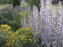 Herb Garden 2009