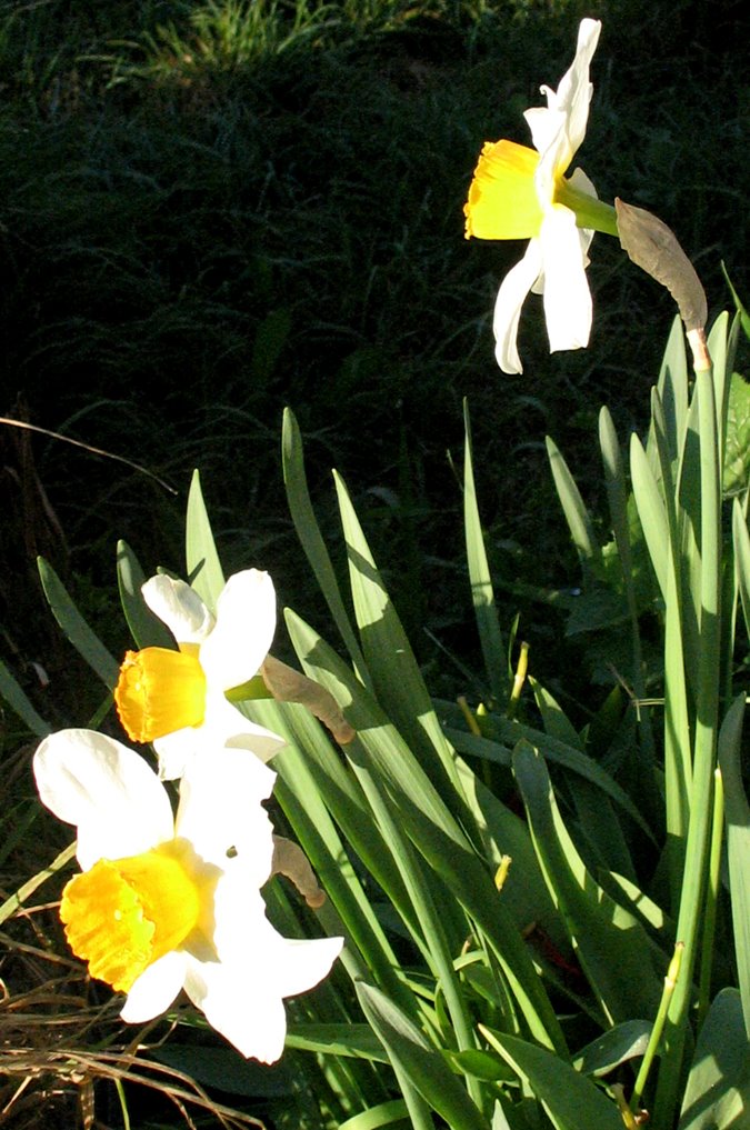 [brilliant+daffodills.jpg]