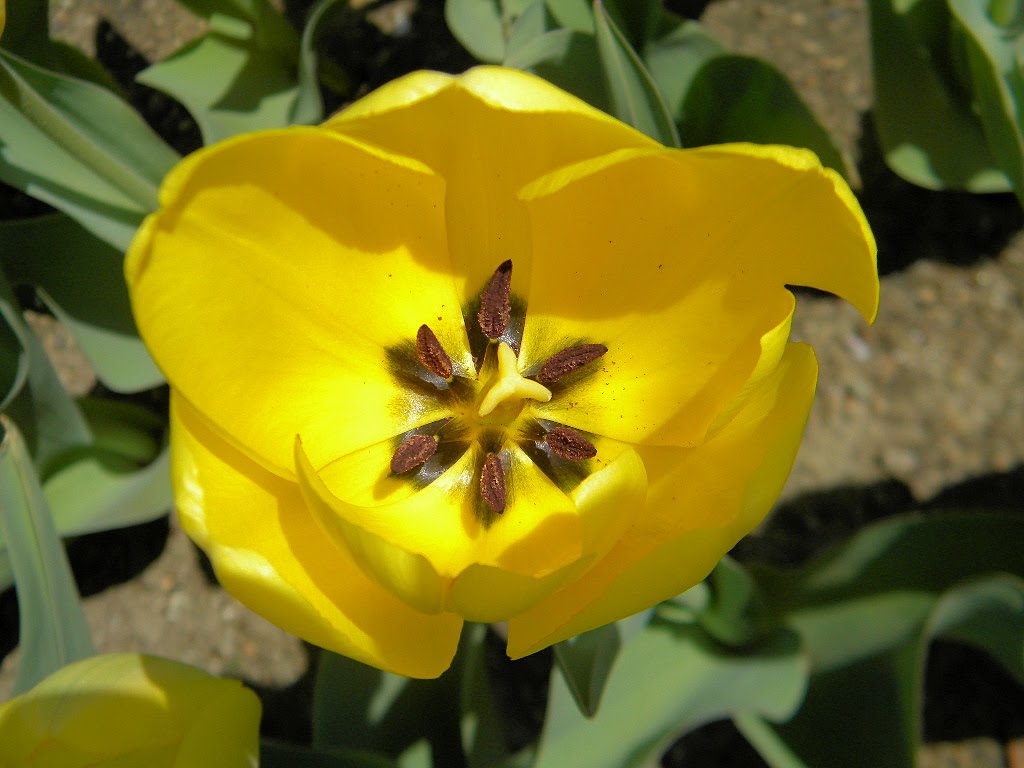 Life and the pursuit of happiness.: Public Gardens: Tulips