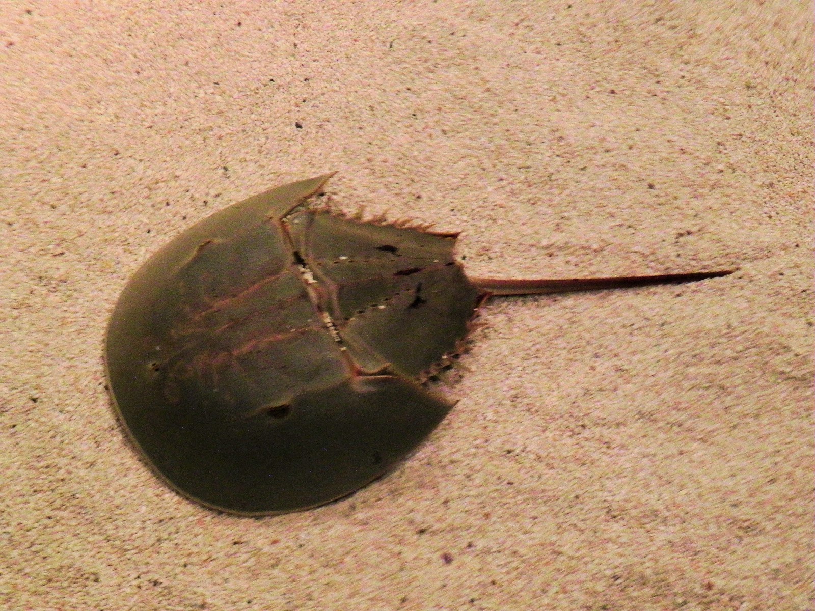 Life and the pursuit of happiness. Shark Reef Aquarium