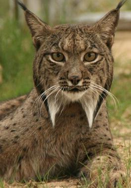 [Lince3.jpg]