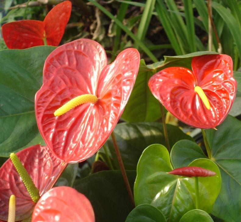 [plantas-de-interior.jpg]