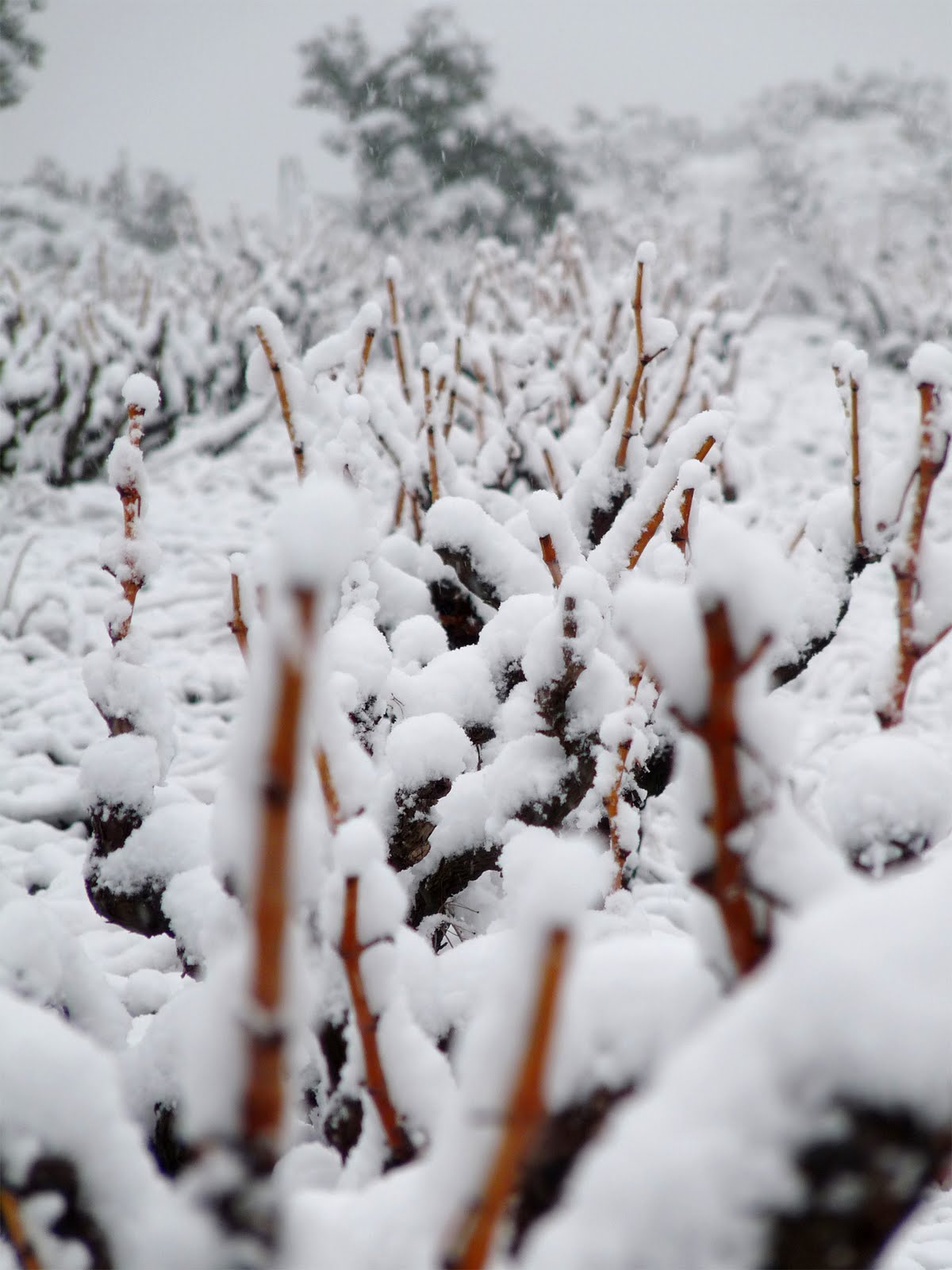 [Neige+mars+2010+recadrée+léger.jpg]