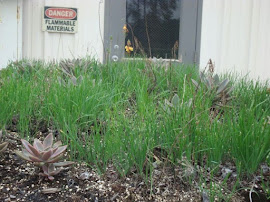 Hurricane Test Panel - Green Roofs