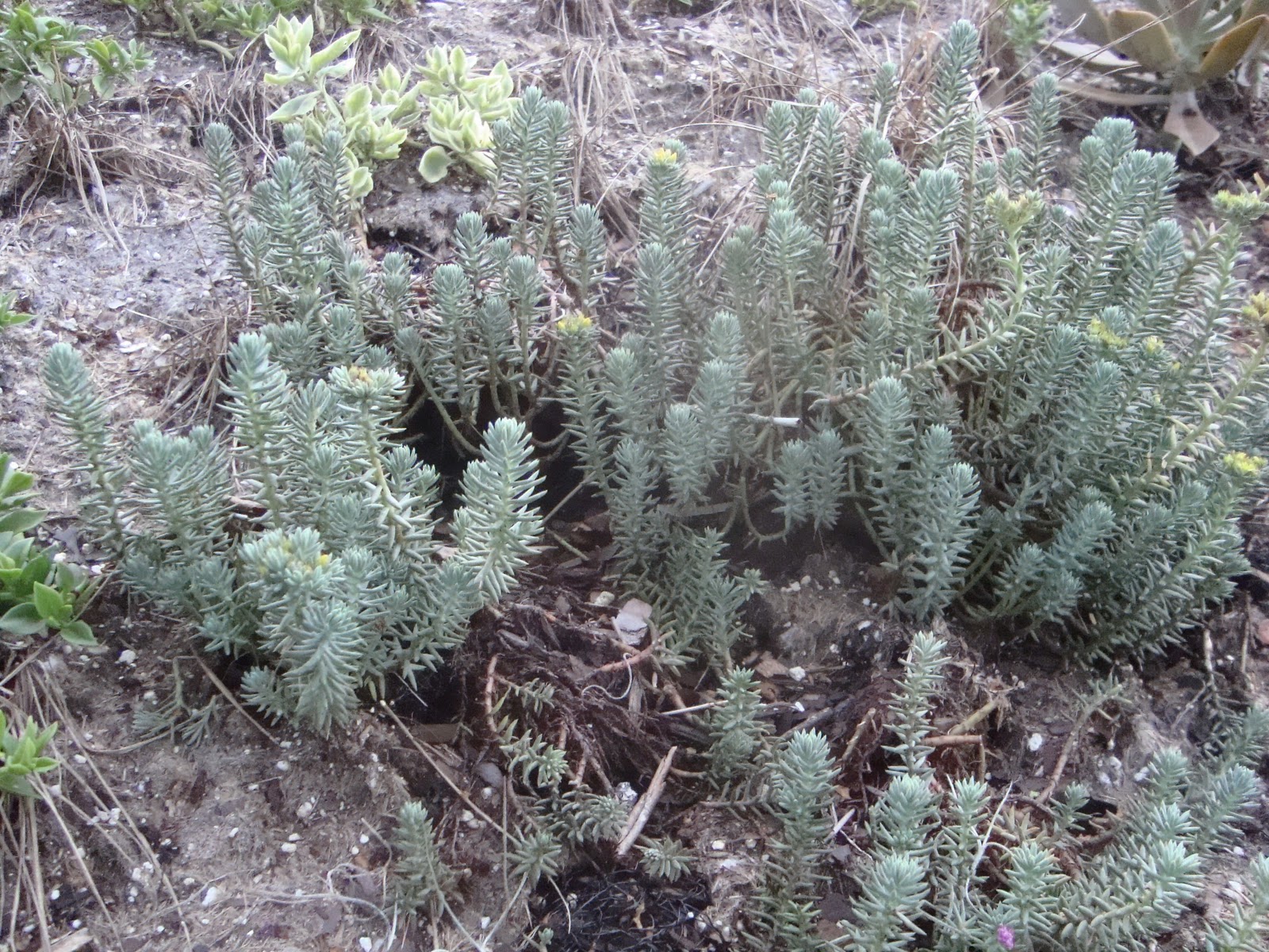 Kevin Songer, Art and Languages of Nature Intent on Using Sedum on