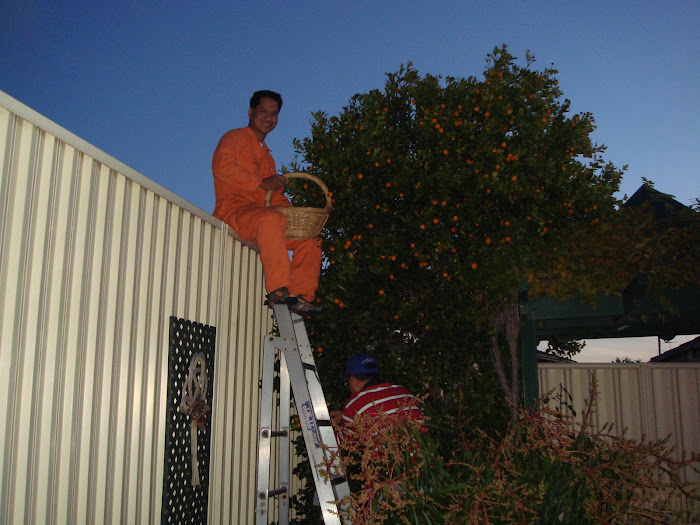 Harvest time @ d backyard