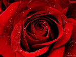 Esta rosa define a personalidade de Charlotte...