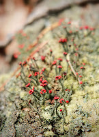 A fungus on a dead tree.