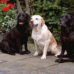 Golden Retrievers