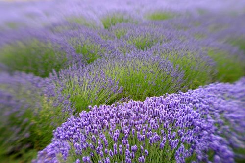[Lavender+Flowers.jpg]