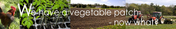 We have a vegetable patch - now what?