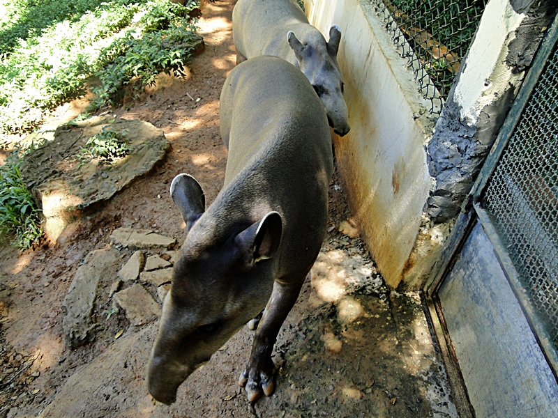 FOTOS E CIA Anta Zoológico de