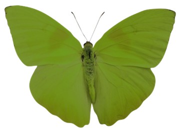 [Green+Butterfly.jpg]