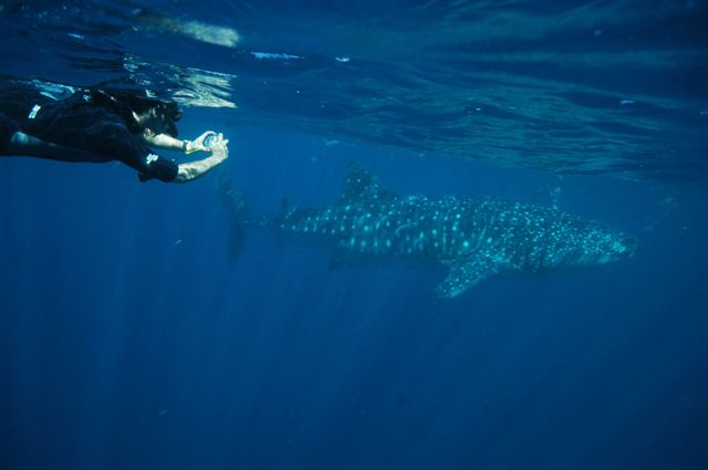 The Whale Shark Photo-Identification Project