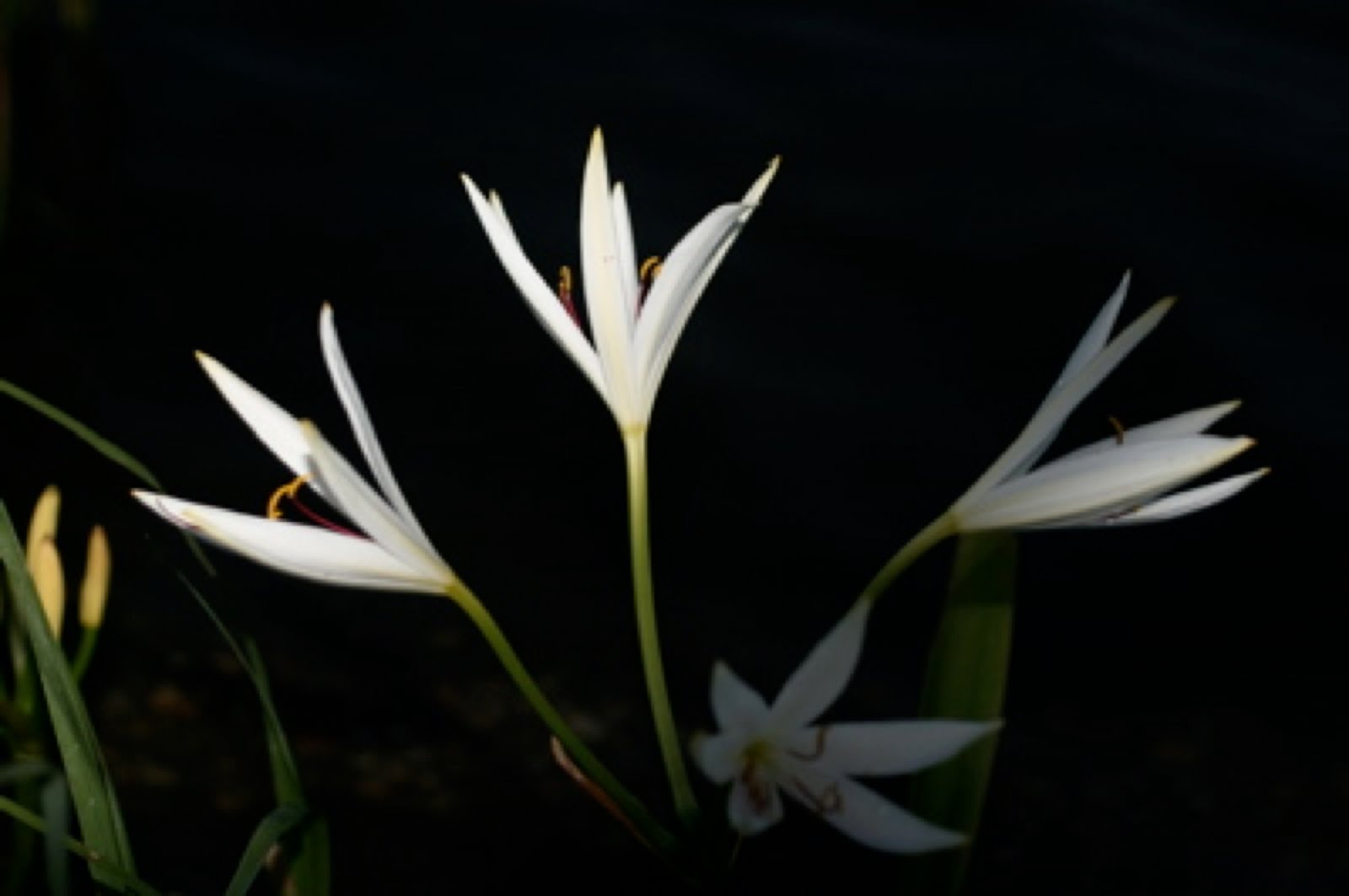 From the Pondlady's Pad Aquatic Plants for West Virginia