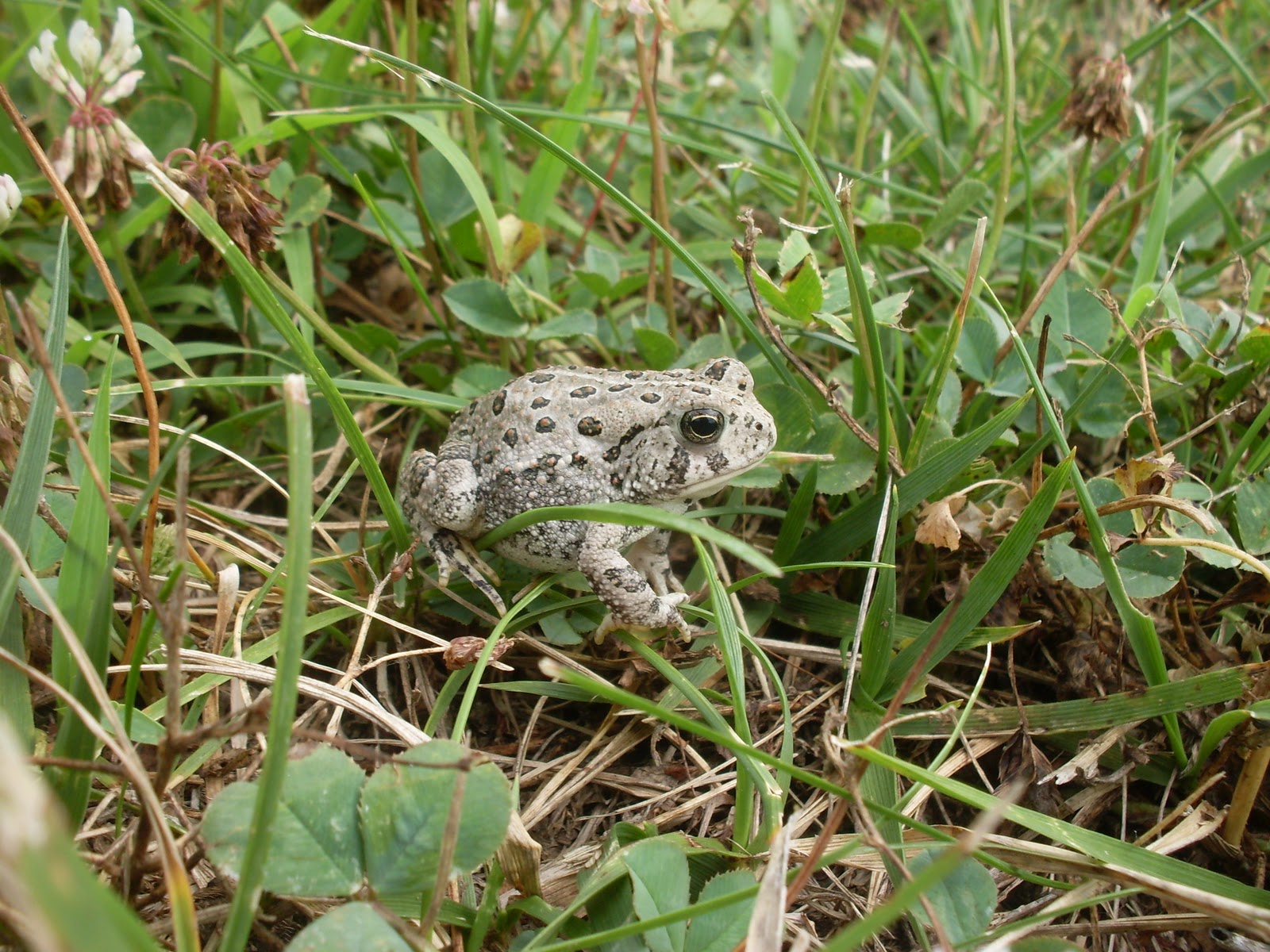 Urban Science Adventures! ©: October 2010