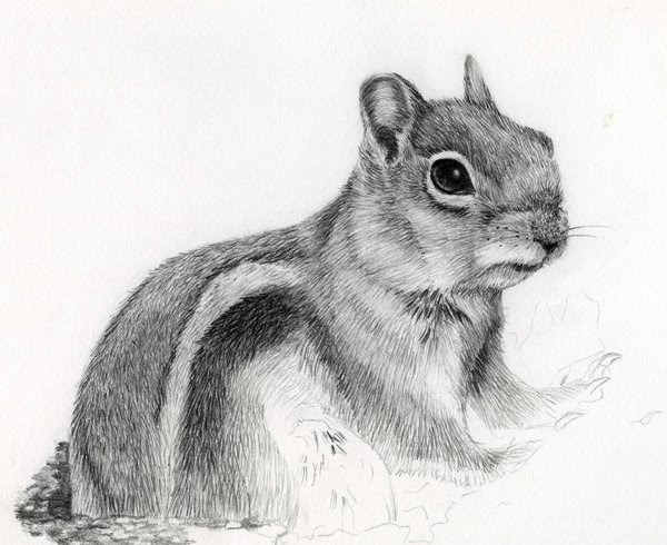 FUR IN THE PAINT: Ground Squirrel Demonstration - The Drawing