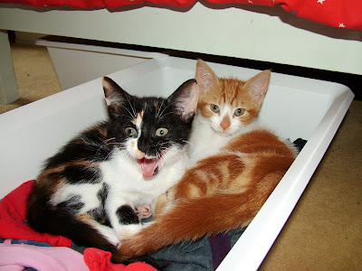 Kid Sock Suck Kathy Griffin Everyone Can Suck It