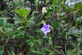 登山路脇のキキョウ