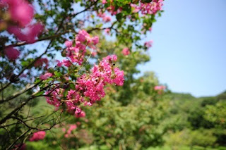 市ノ池公園奥のサルスベリ（百日紅）