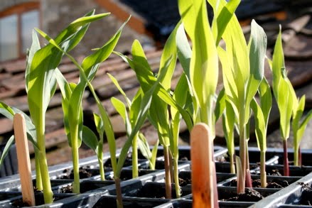 [Sweet+corn.1.j+pg.jpg]