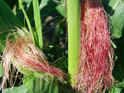 How to grow sweetcorn from seed