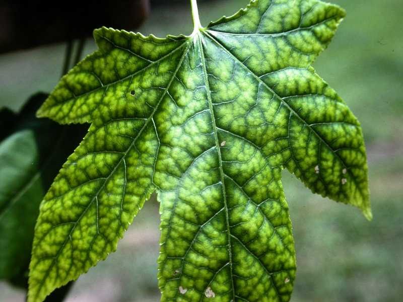 WHAT IS CHLOROSIS? The Garden of Eaden