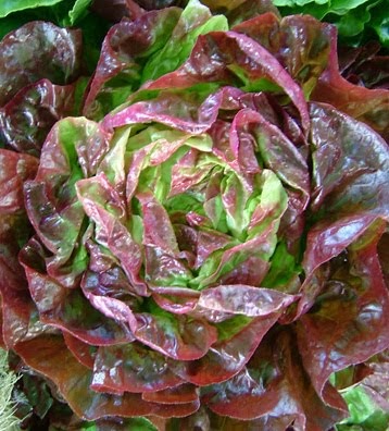 HOW TO GROW WINTER LETTUCE FROM SEED |The Garden of Eaden