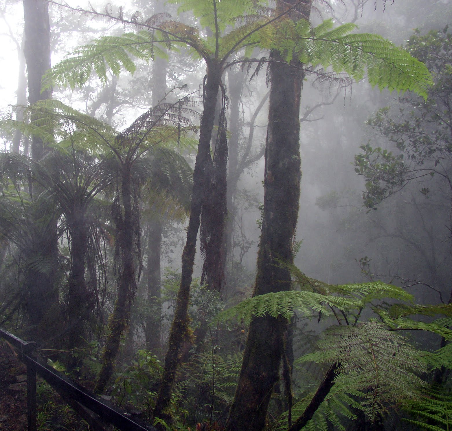 [tree+ferns+mist.jpg]