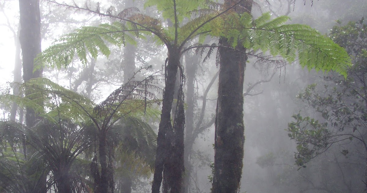 HOW TO WATER TREE FERNS The Garden of Eaden